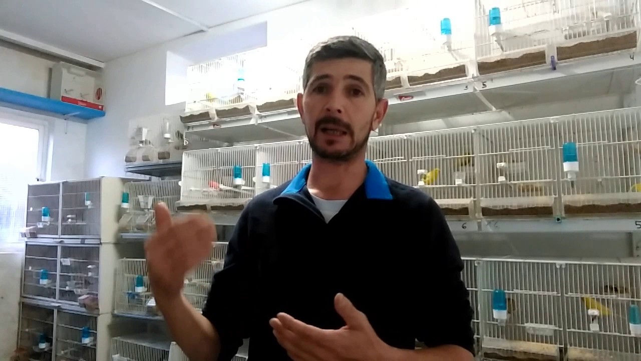 Que fecha es la mejor para criar canarios