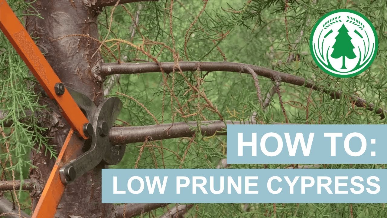How To: Low Prune Cypress