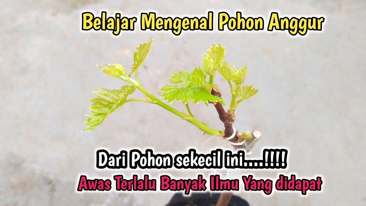 Andai Tau Dari Dulu❓Ternyata Belajar Tanam Anggur Semudah ini‼️