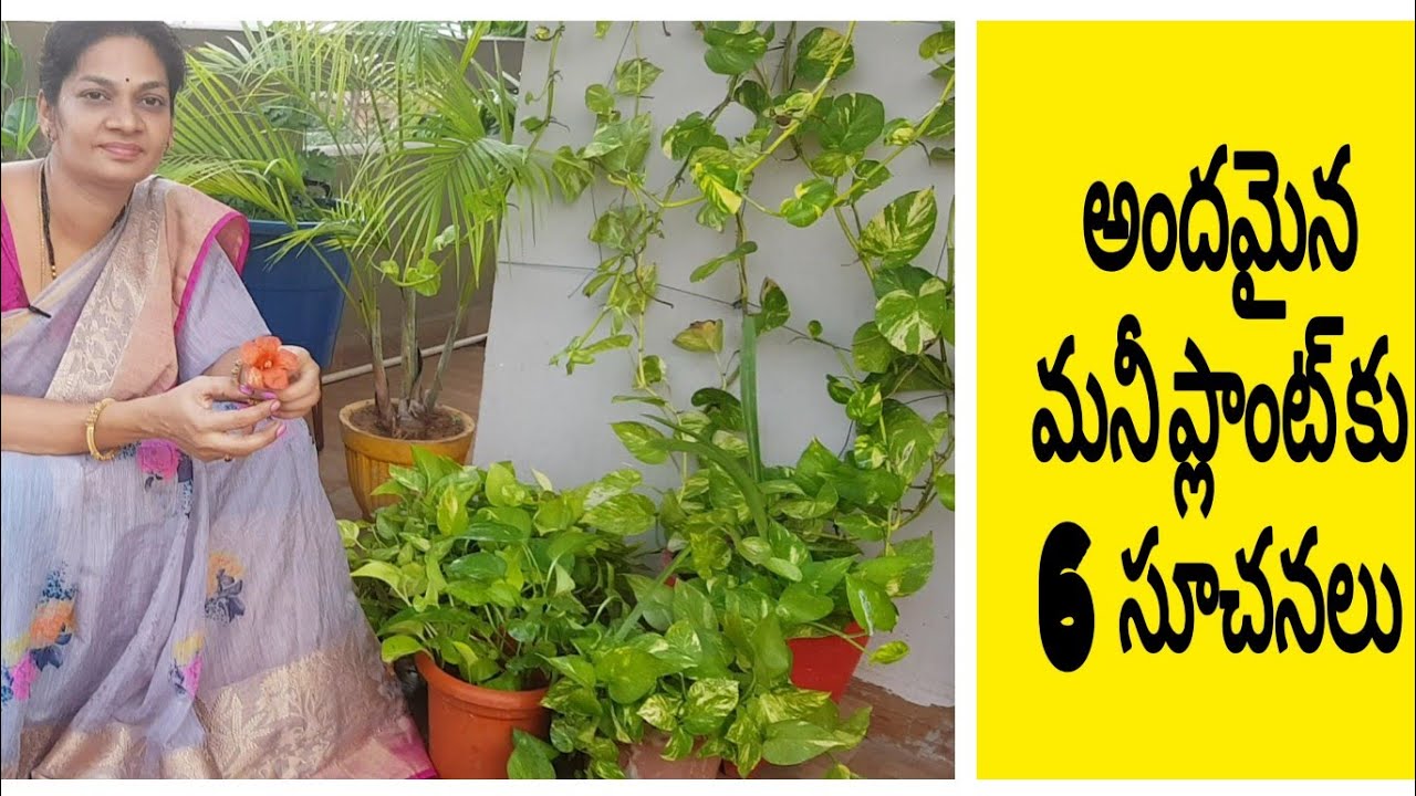 6 Tips for healthy and beautiful money plant (pothos)మనీ ప్లాంట్ బాగా పెరగాలంటే. #moneyplant #pothos