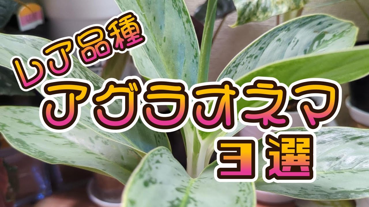 アグラオネマの種類と特徴：希少品種の魅力をお伝えします【観葉植物】