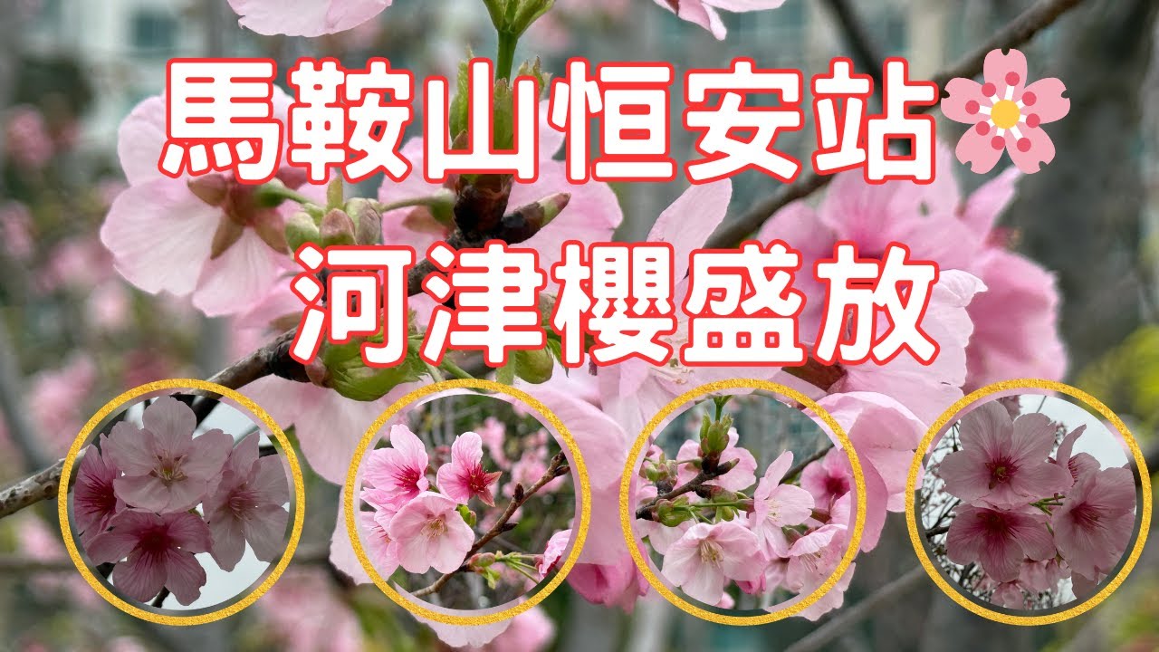 【馬鞍山恒安站🌸河津櫻盛放】恆明街休憩處櫻花秘境｜粉紅花海｜春日浪漫蝶戀花｜交通攻略＋4K實景 🎥
