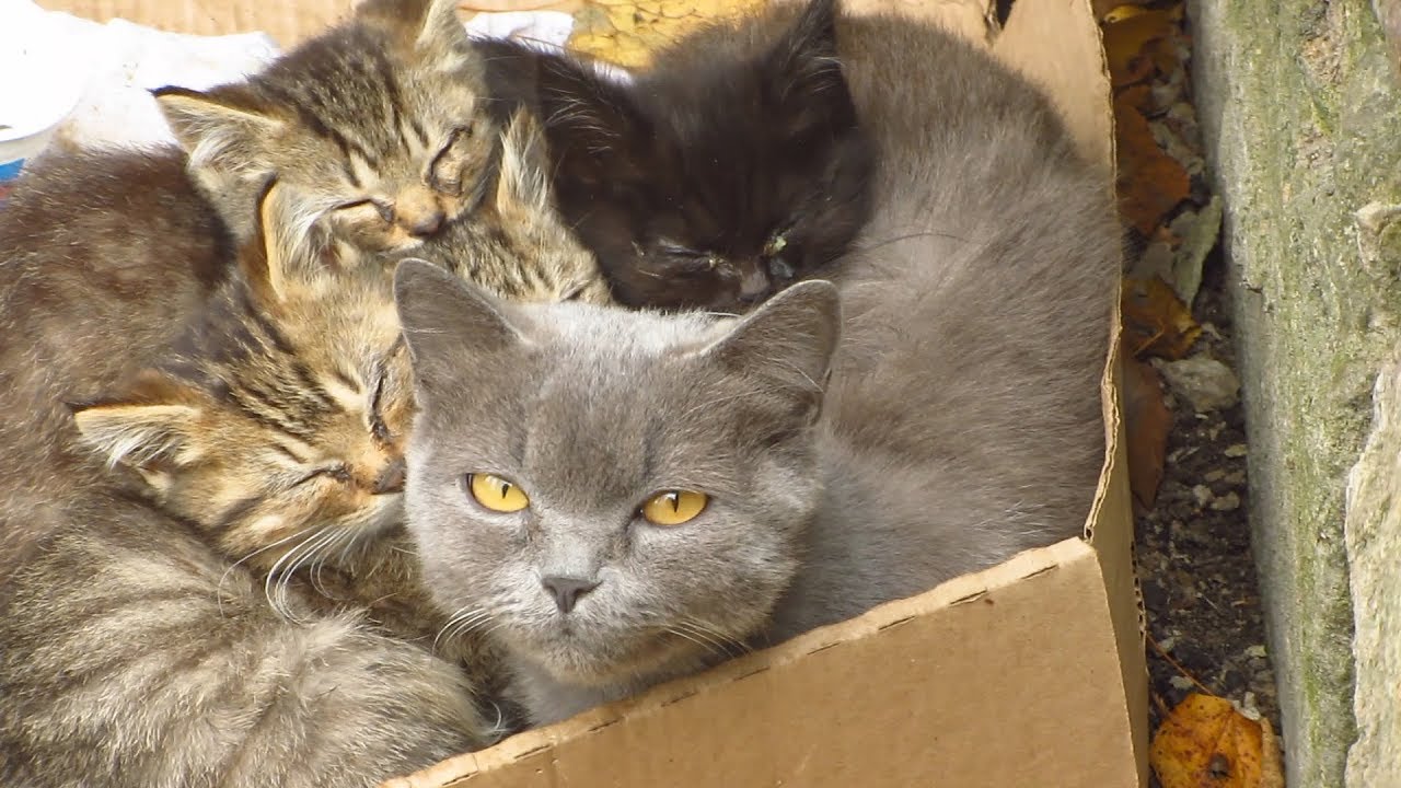 Four kittens with mother cat live on the street
