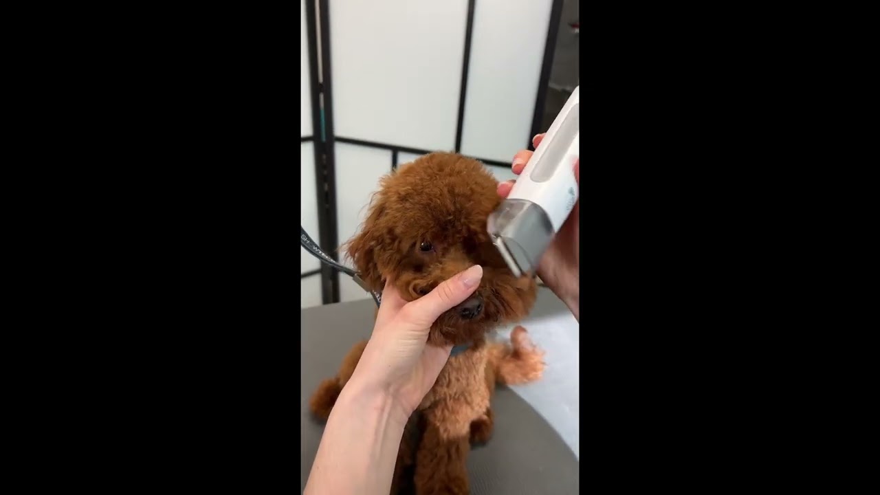 Dog Grooming Kit Oneisall - Review