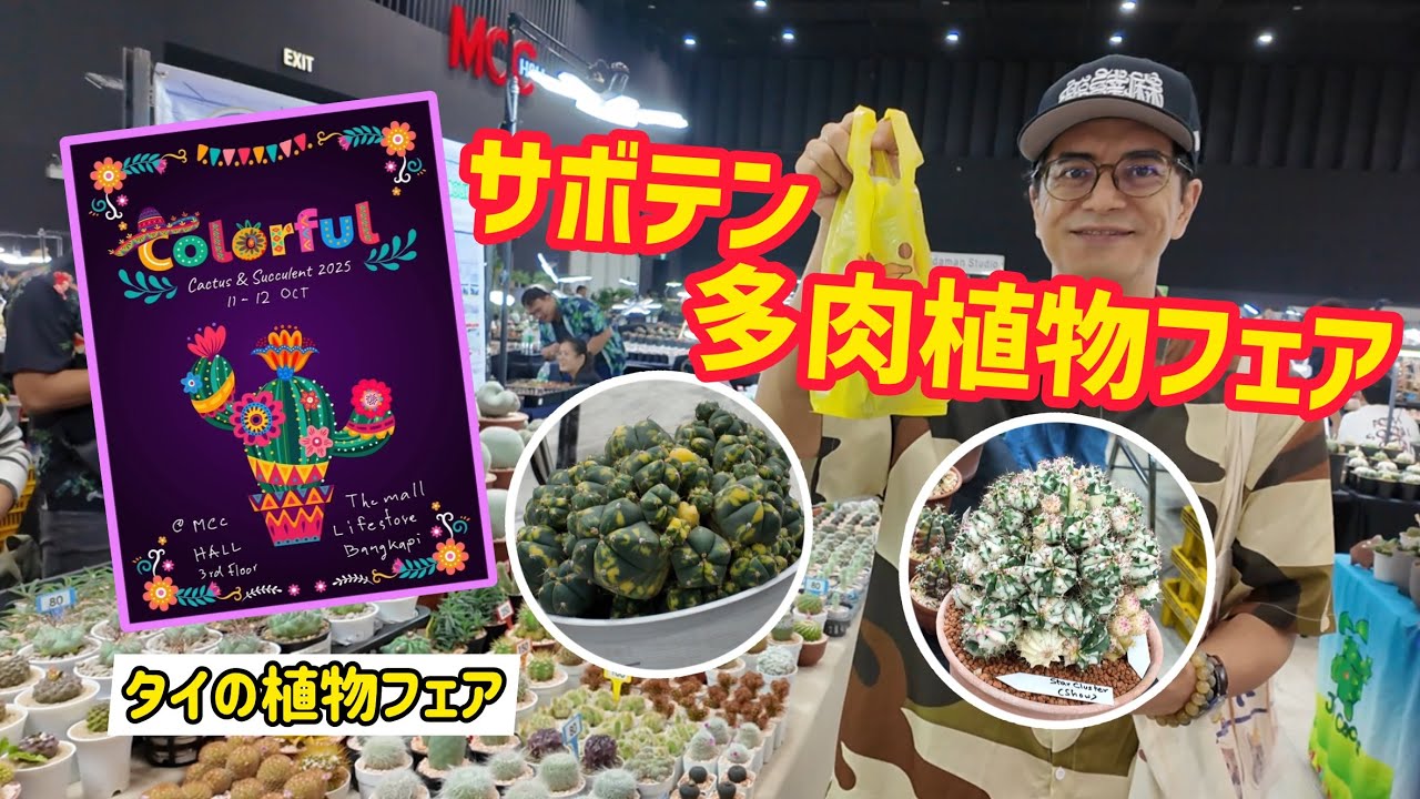 【タイの植物フェア】Calorful Fair!!! サボテン、多肉植物フェア！！！
