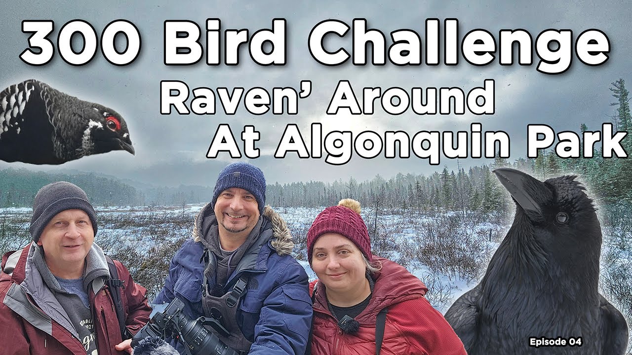 300 Bird Challenge Raven' Around в парке Алгонкин — Эпизод 4
