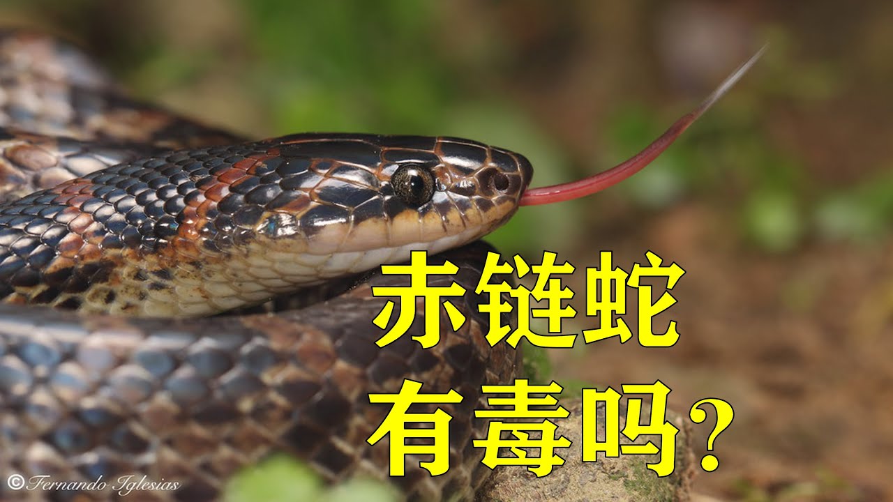 赤链蛇有毒吗？（Lycodon rufozonatus）