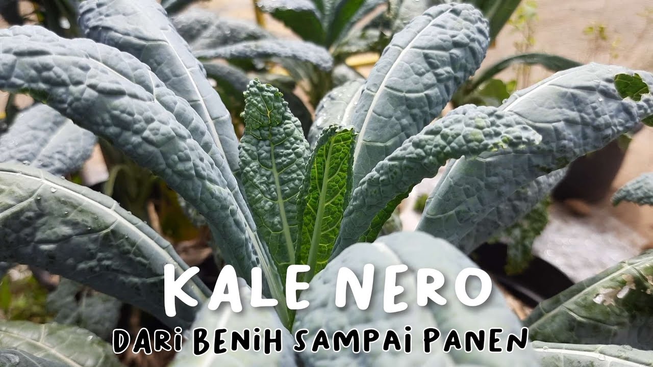 CARA TANAM KALE NERO DARI BENIH SAMPAI PANEN SECARA ORGANIK