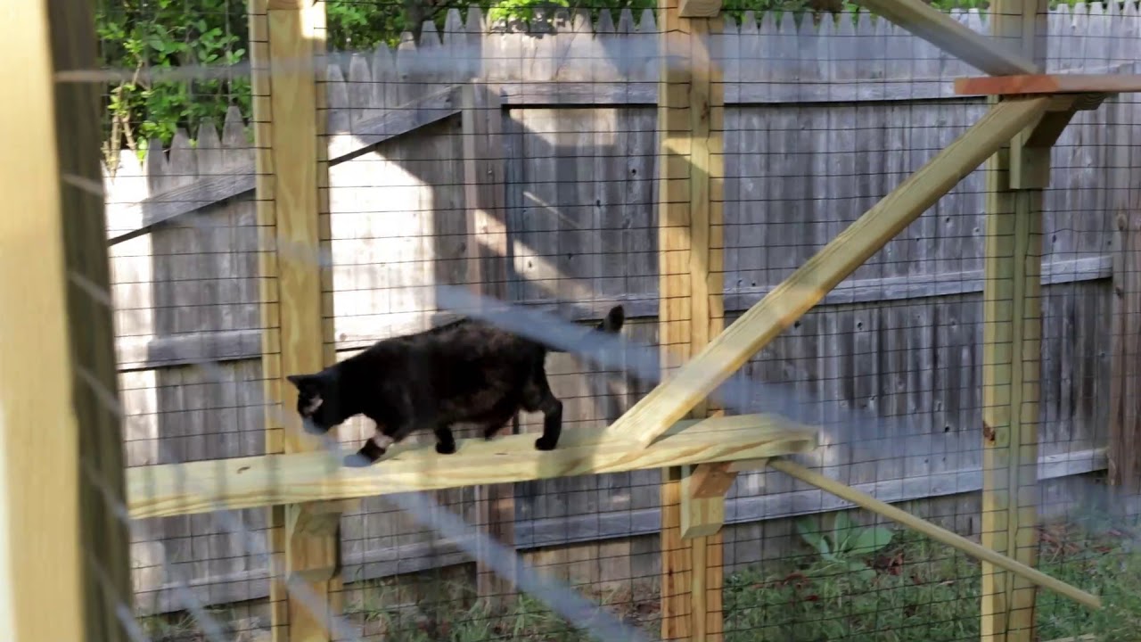 The Costco Yardistry pavilion cat enclosure