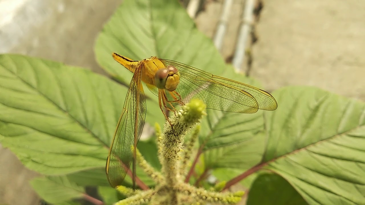 Anisoptera/ Dragonfly /2020 /video by redmi note 5