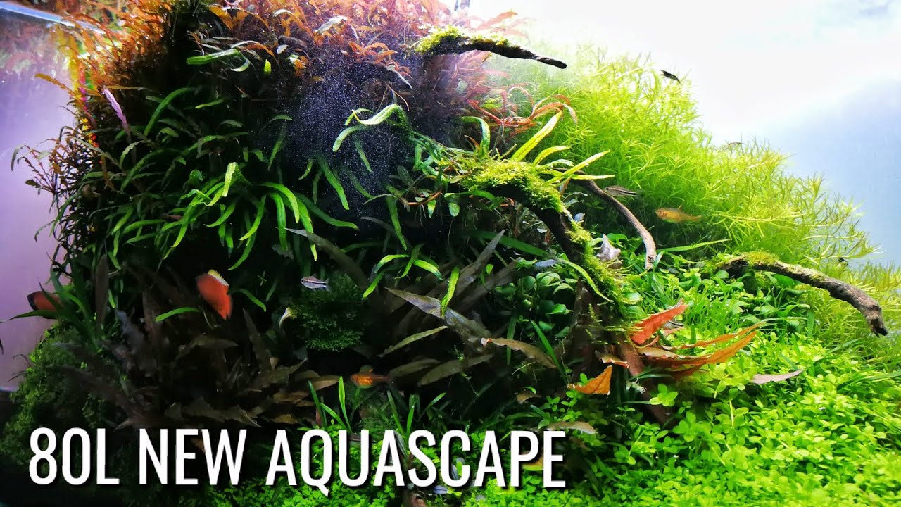80L Home tank | New layout / close-ups #FAAO #AQUASCAPING #PLANTEDAQUARIUM