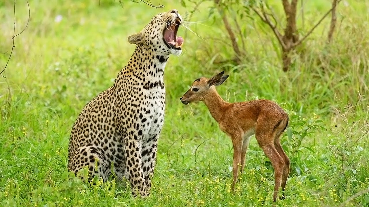 The Leopard and The Lamb 🐆