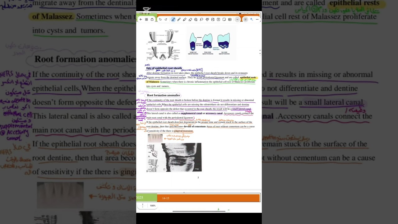 Oral histology and empereology lec 14/15 طب الاسنان مرحله ثانيه 