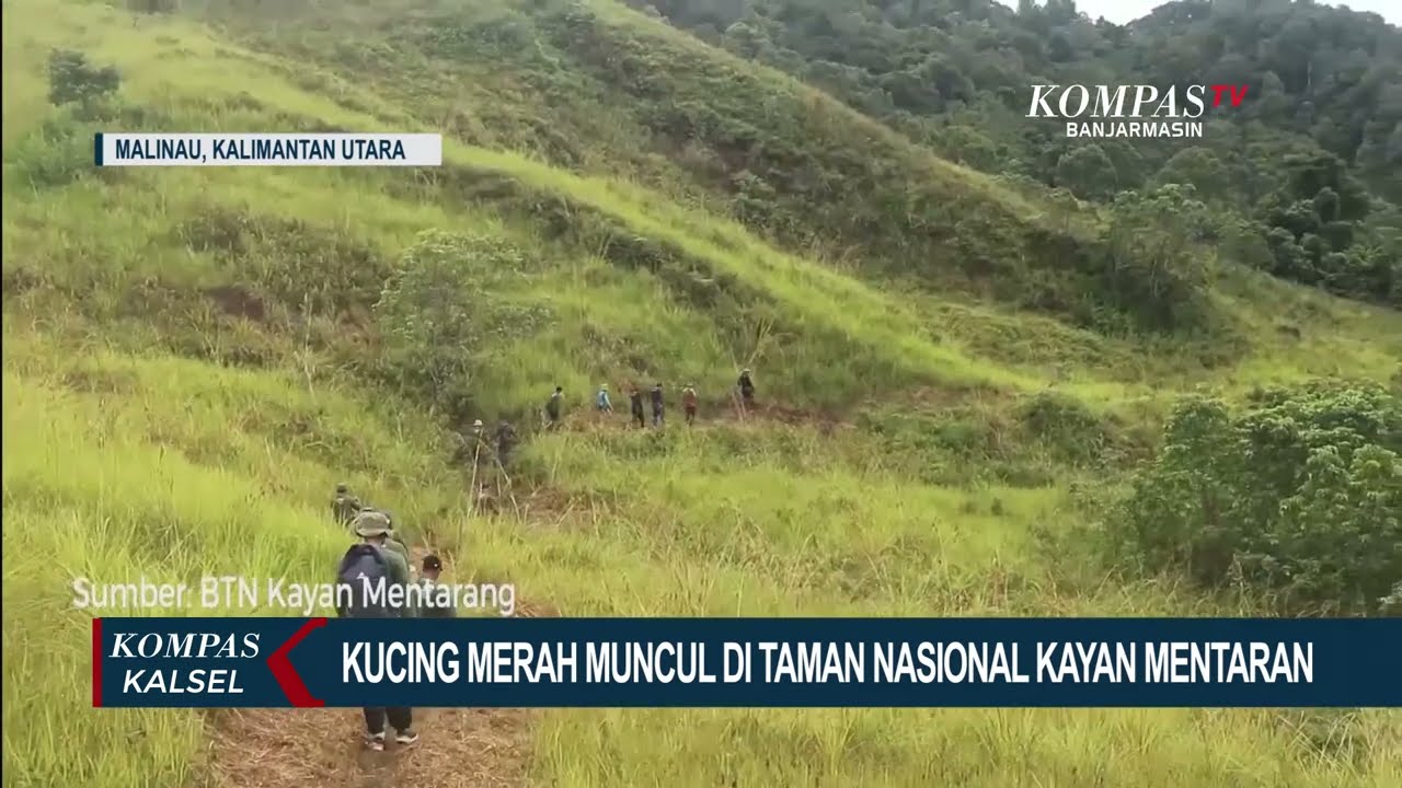 Kucing Merah Tertangkap Kamera di Taman Nasional Kayan Mentaran