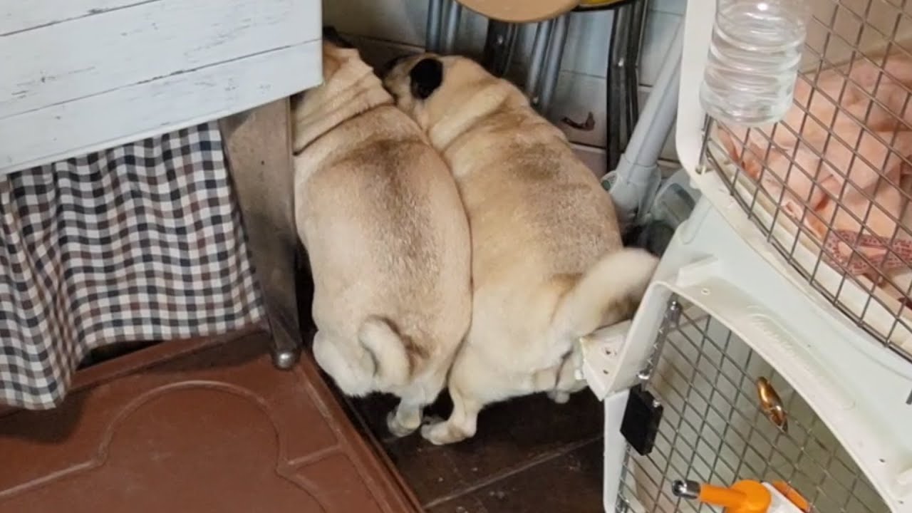 もちもちパグ２匹の追いかけっこが可愛いすぎるWWWWWWWWWWWW