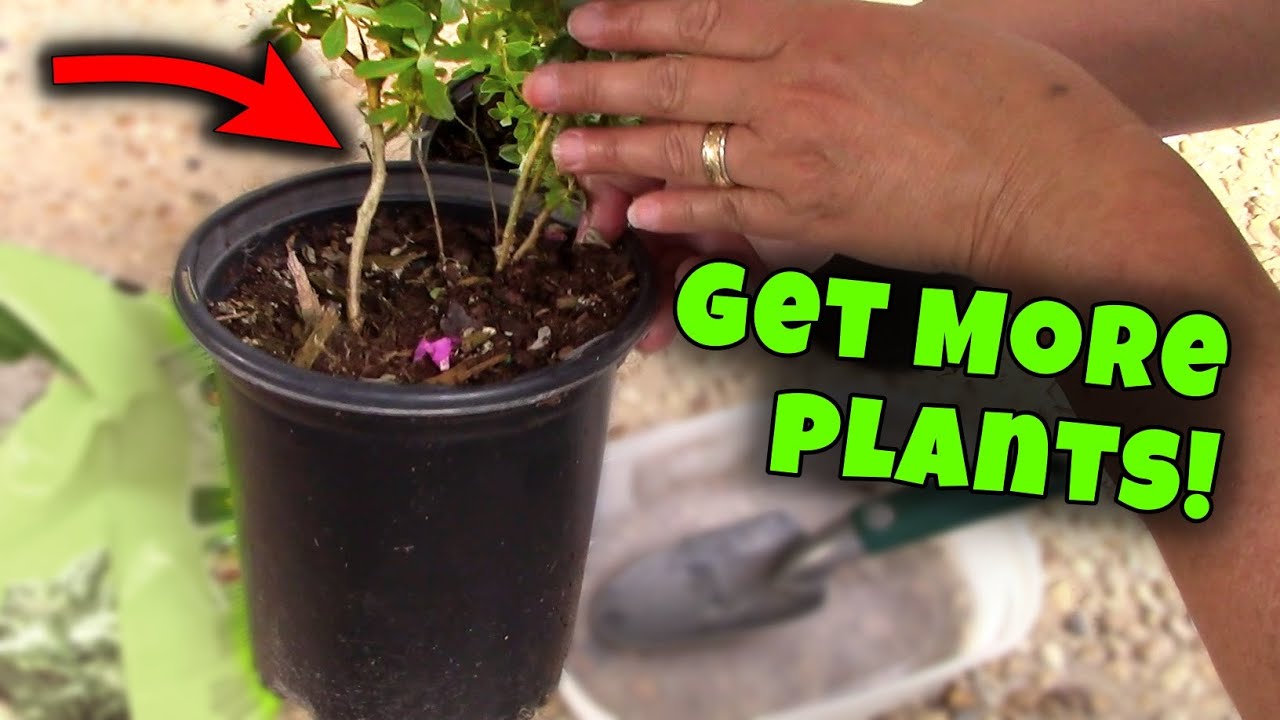 More FREE Plants! Make your own BOGO 😁👍 🌿 (Texas Sage)
