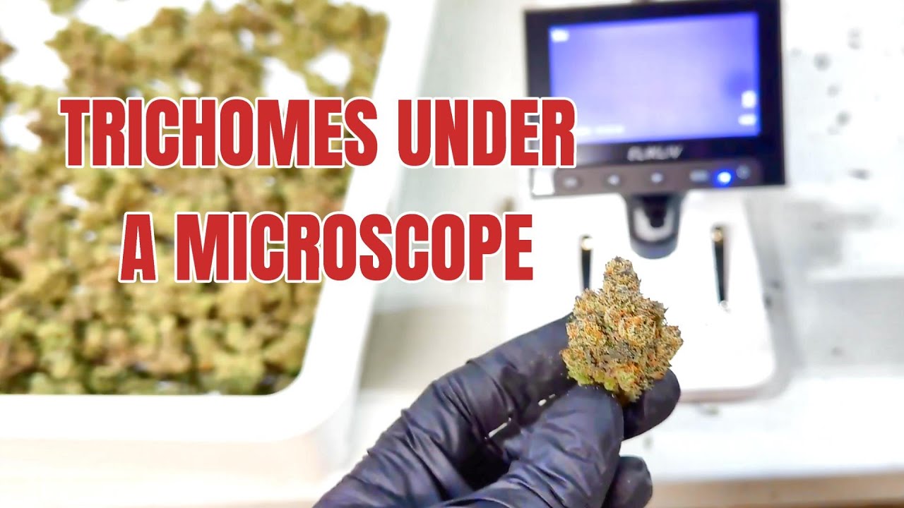 Cannabis Trichome Heads Under a Microscope