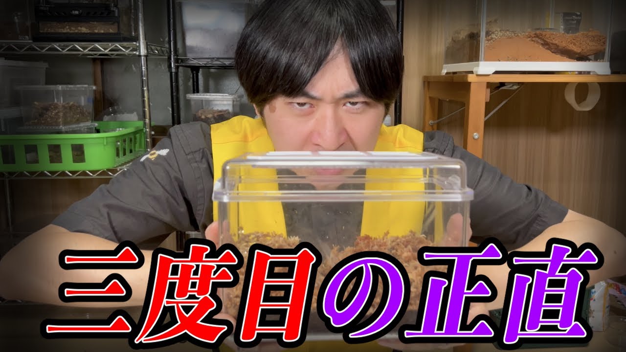 過去に失敗したあの昆虫の飼育に再々挑戦します