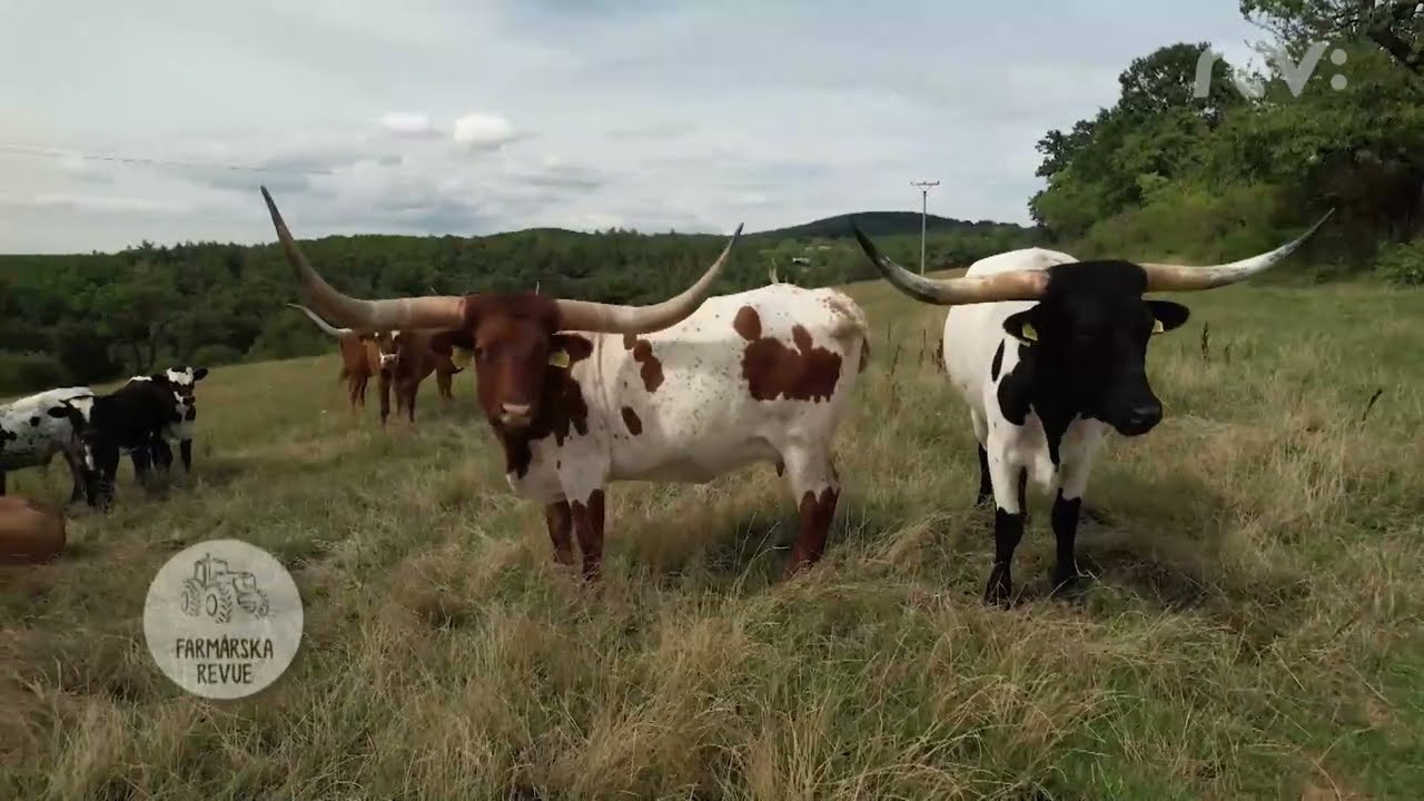 Texaský longhorn