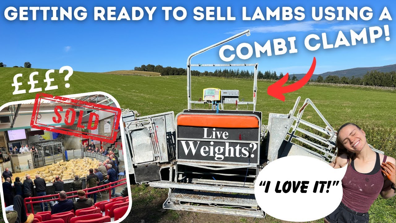 Checking Our Lambs Using A Combi Clamp