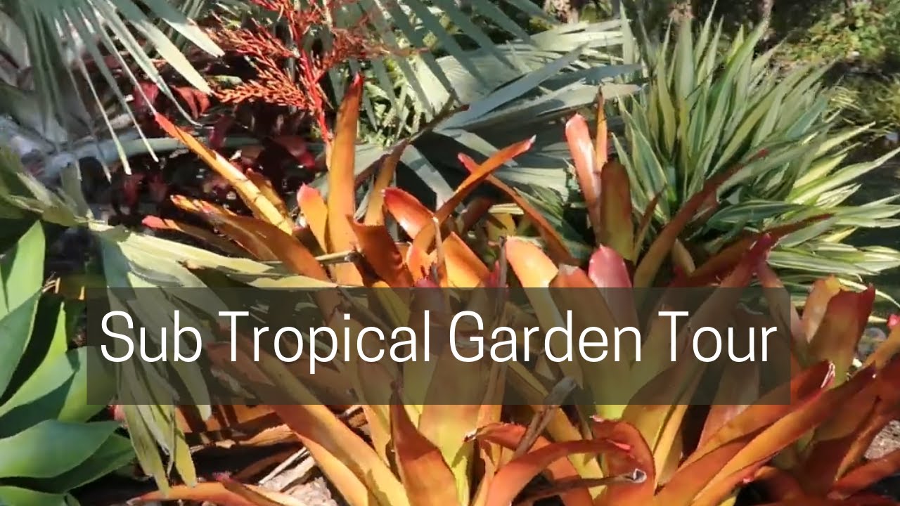 Sub Tropical Garden Tour - Noosa Botanic Garden, Queensland Australia
