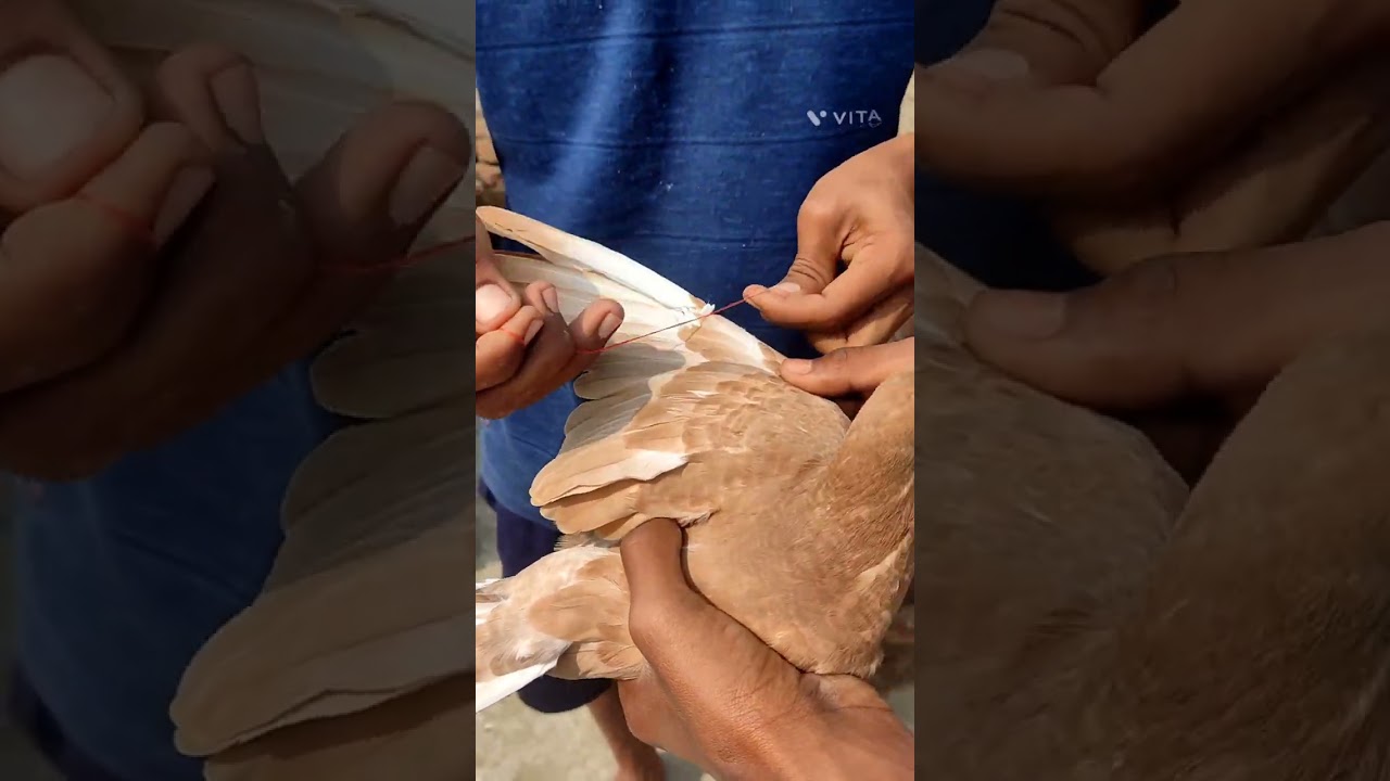how to make pigeons wing cut katangi tips and trick #shorts #youtoubshort #status