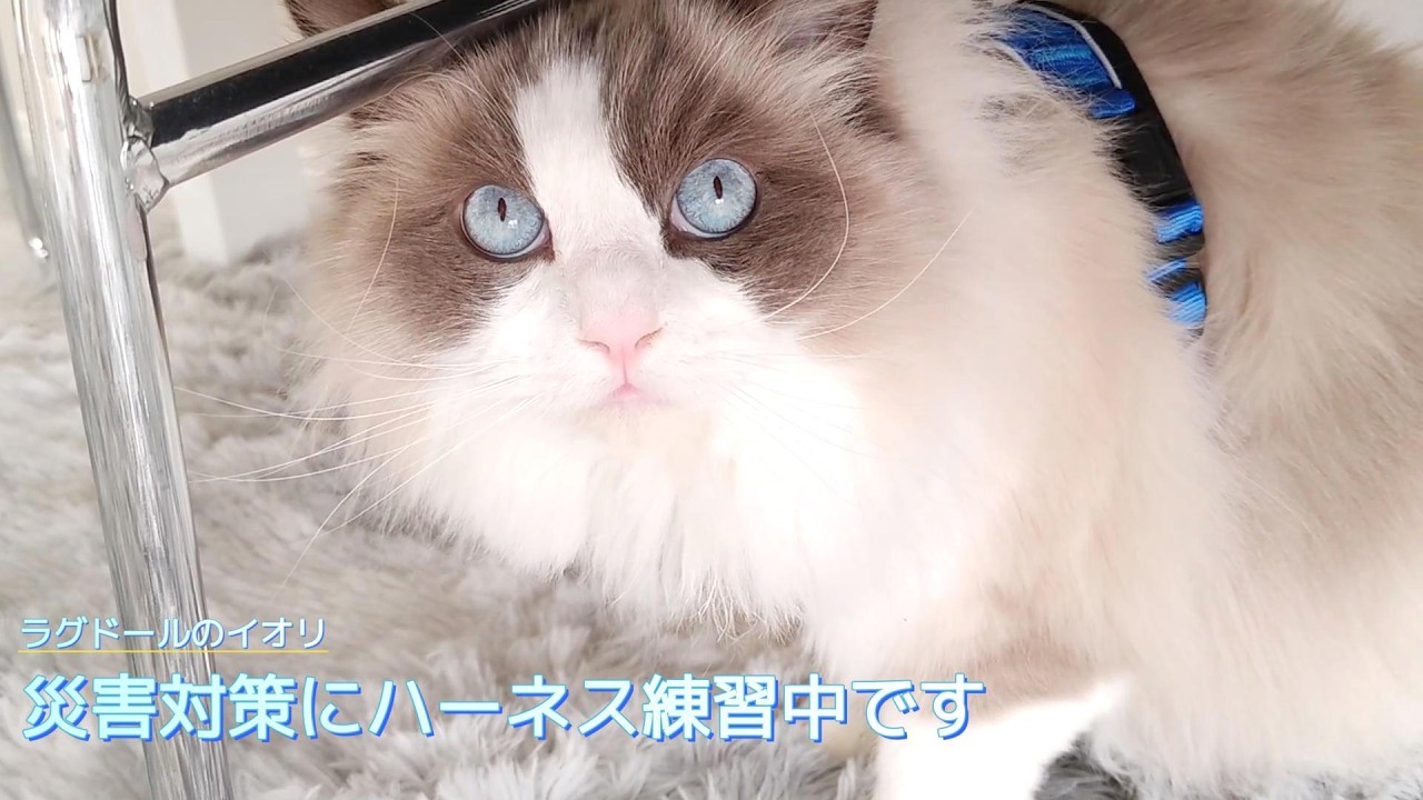 【ラグドール】災害対策にハーネス練習中です