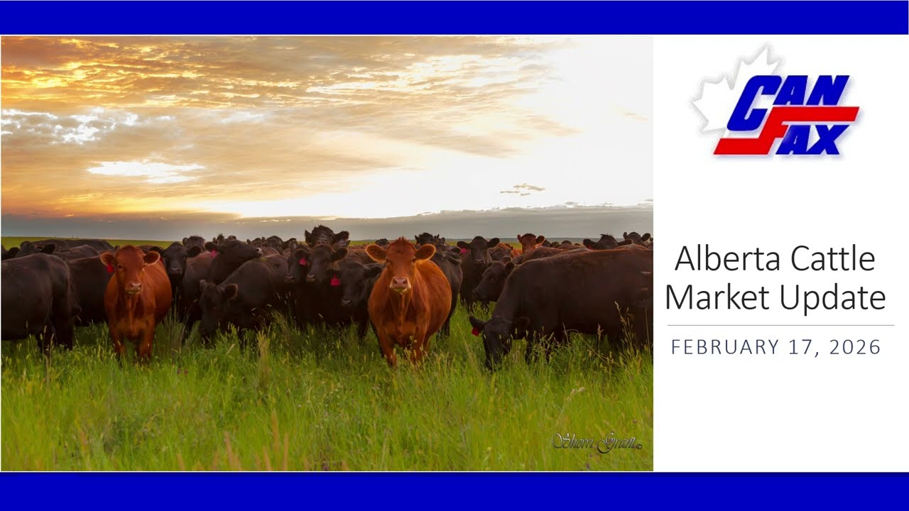 Alberta Cattle Market: Butcher cows traded $4.00-6.00/cwt higher | 2026.2.17