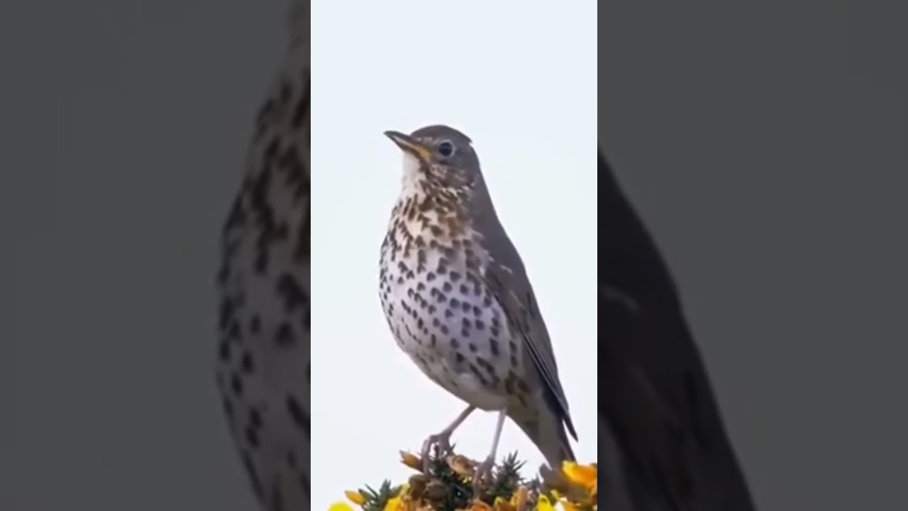Beautiful Song Thrush Bird Call  