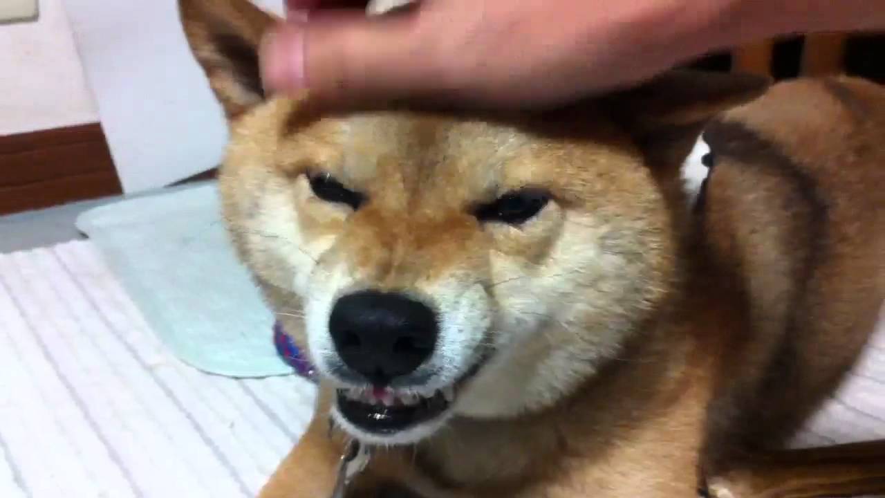 怒る柴犬