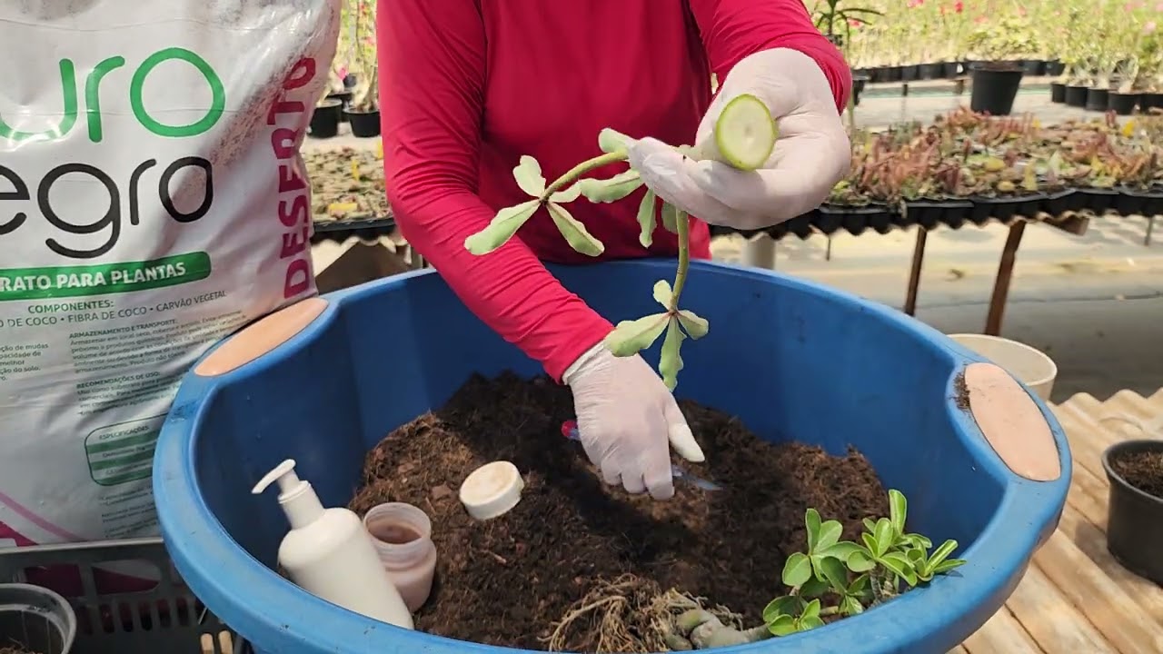 CAUDEX: COMO SALVAR, COM QUÊ SALVAR