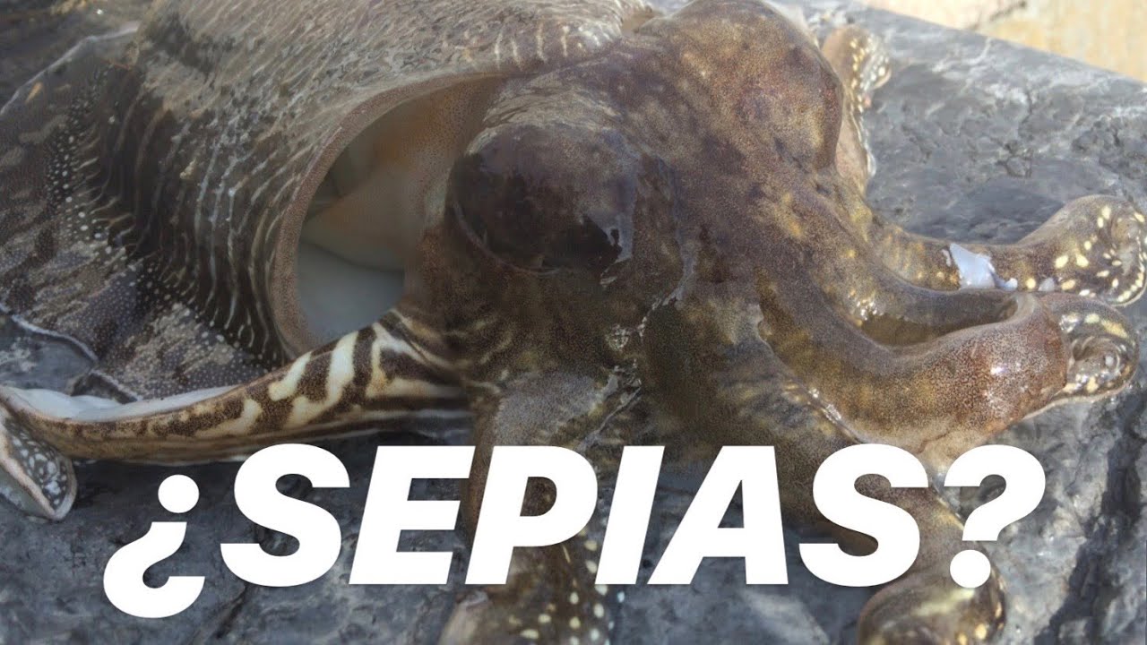 👽¿SEPIAS? ¿Qué SEPIAS? / ¿Cómo Detectar una anilla ROTA!?👽