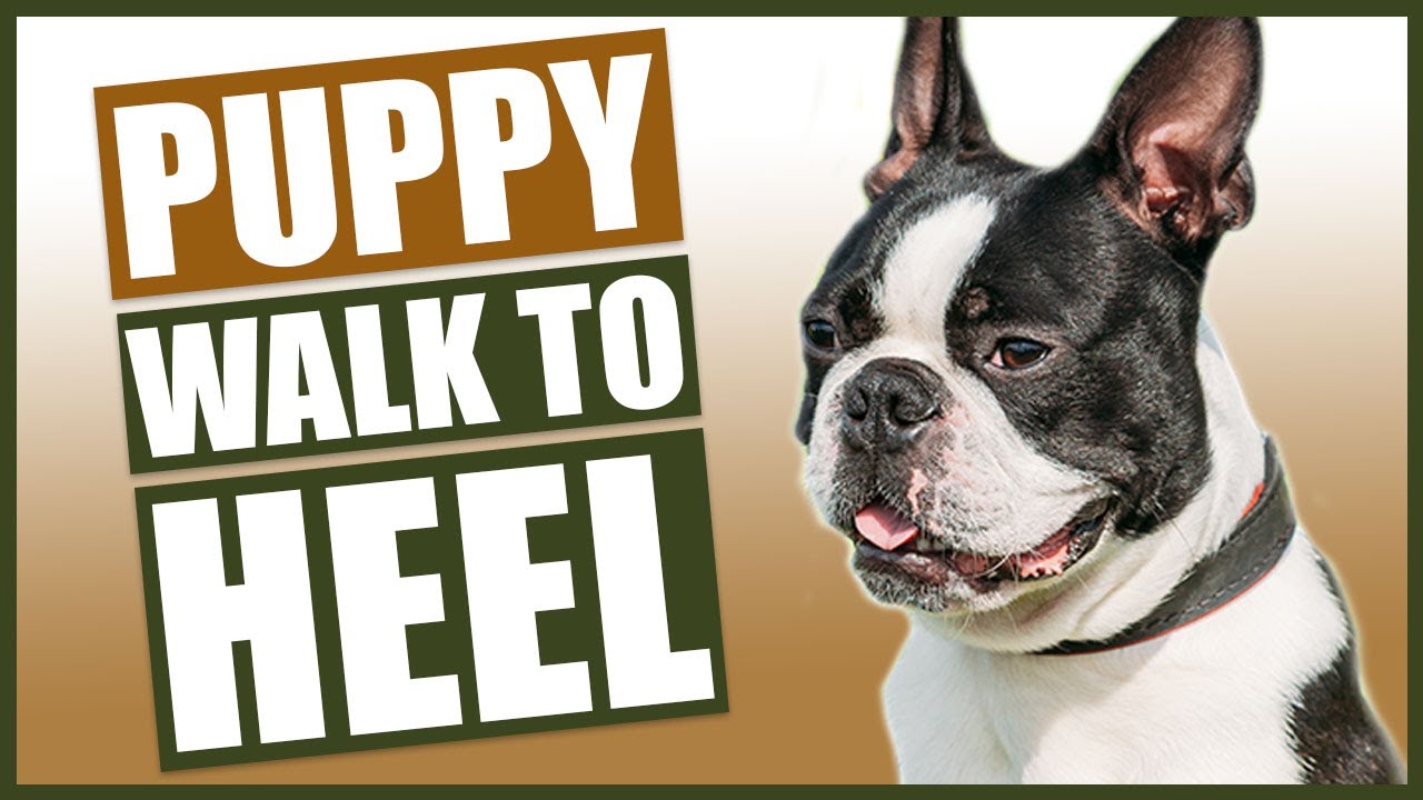 BOSTON TERRIER PUPPY TRAINING! How To Train Your Boston Terrier To Walk To Heel!