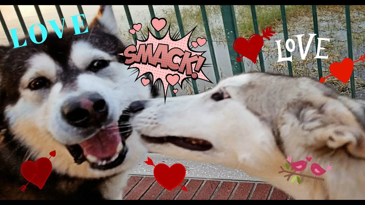 Malamute Meets Luna A Husky/Wolf Cross