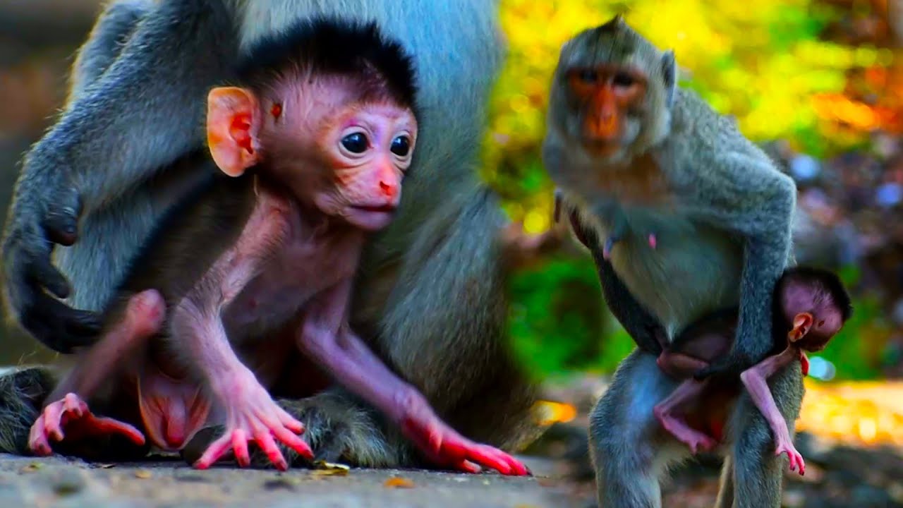 Vigo mom and baby Viga very active. Gorgeous Viga baby monkey