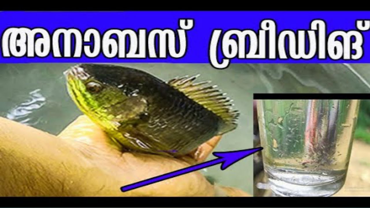 Anabas fish farming kerala|Anabas breeding [Complete details].