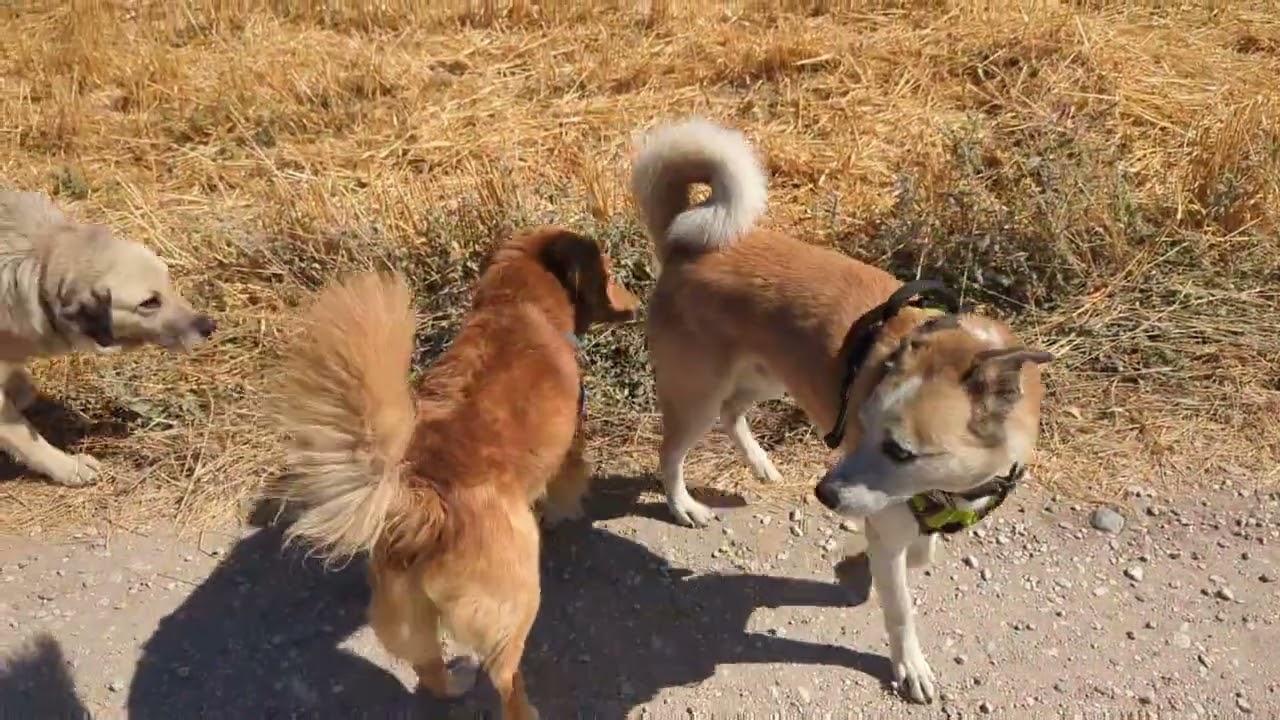 Tag 590, Der 80te Baum der Erinnerung für alle Suizidopfer Nordmazedonians.