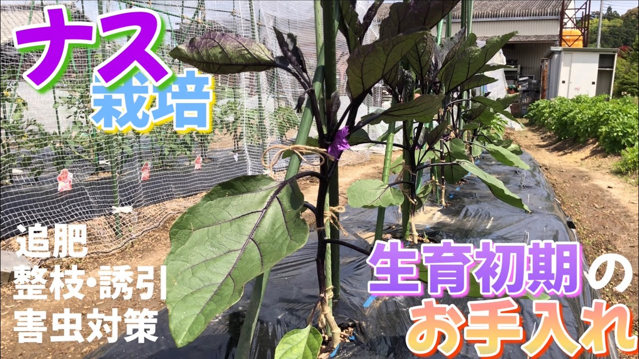 なす栽培③ 生育初期のお手入れ　【追肥・整枝・誘引・害虫対策】　2024年