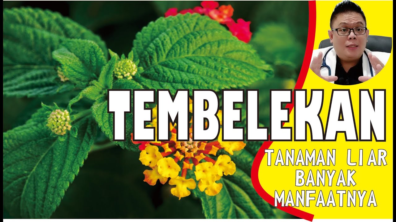 KHASIAT TEMBELEKAN UNTUK KESEHATAN