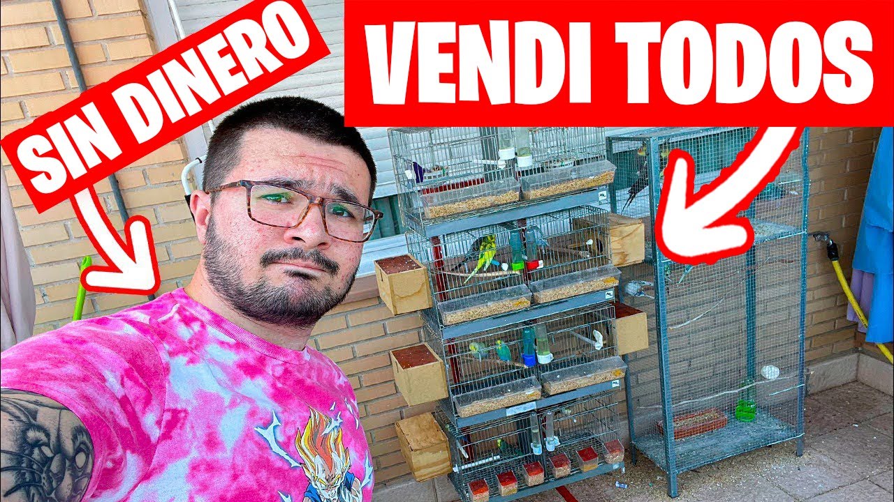 TUVE QUE VENDER TODOS MIS PERIQUITOS PORQUE NO TENIA DINERO