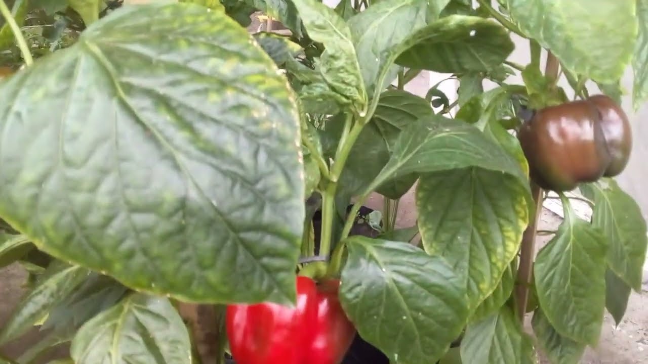 Kebun paprika sederhana yang menggunakan polybag