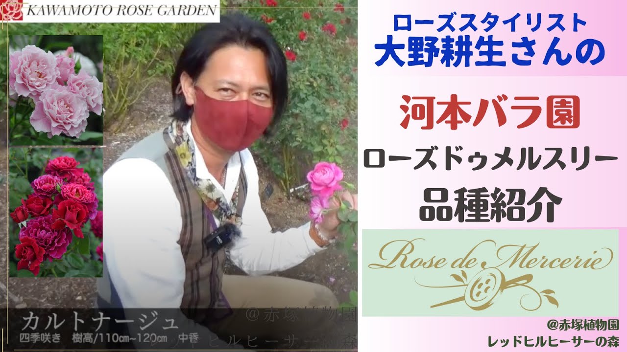 【ローズドゥメルスリー】河本バラ園のバラを紹介【大野耕生さん】