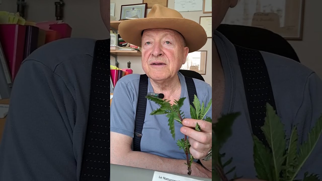 une plante utile de l'hyperthyro&iuml;die &agrave; d&eacute;couvrir