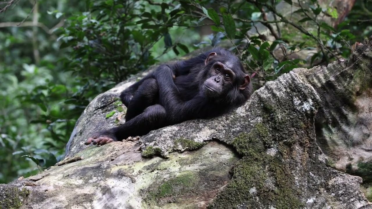 Chimpanzees Kibale Forest Uganda - ORYX Photo Tours