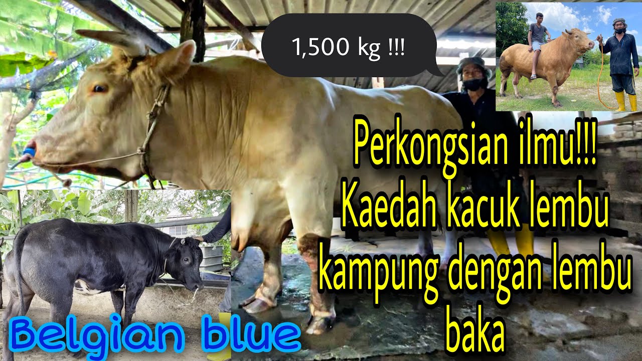 Grandong Malaysia 1.5 tan metrik, Next JAGUH lembu sado!!!