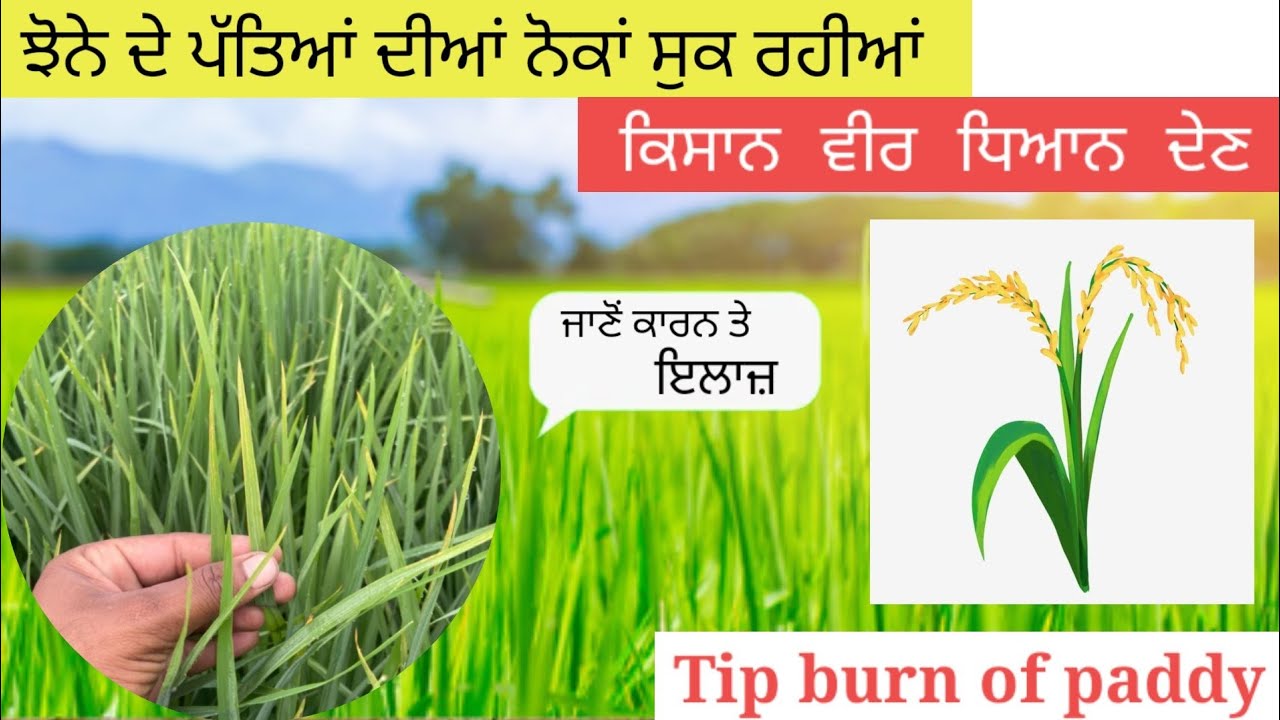 Blb | Bacterial leaf blight | tip burn of paddy
