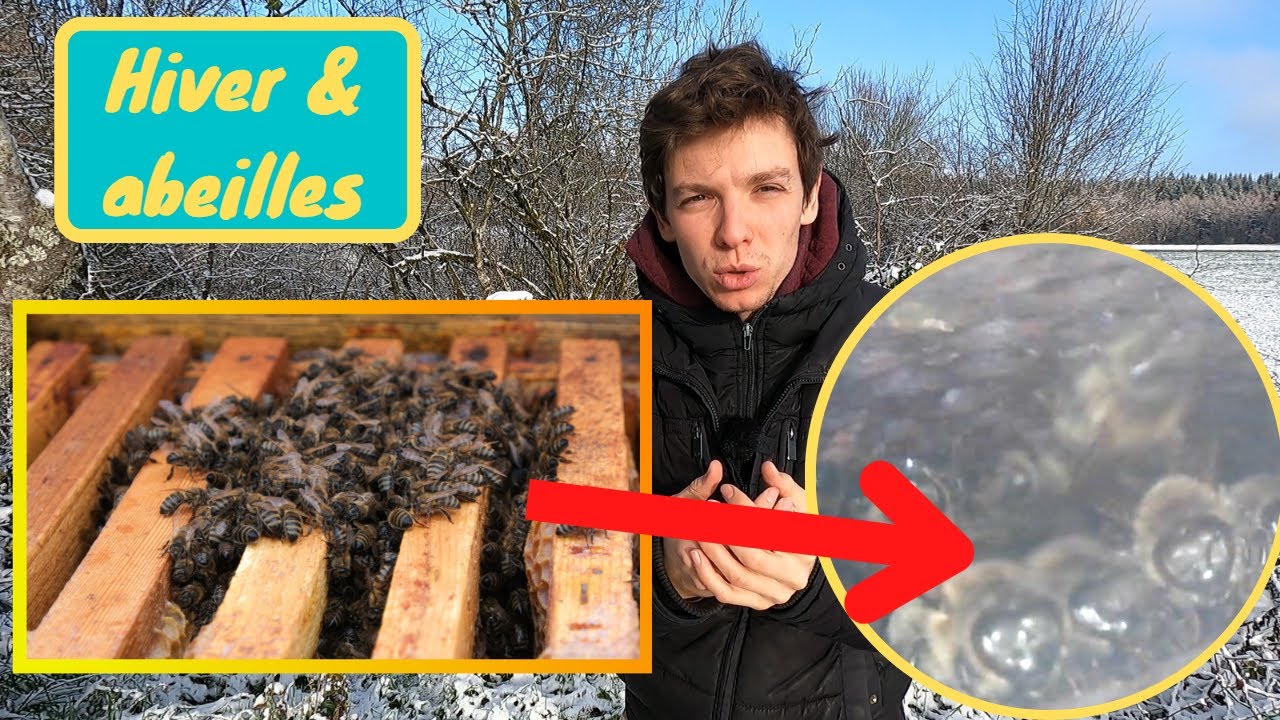 QUE FONT LES ABEILLES EN HIVER ? J'introduis un endoscope dans la ruche !!