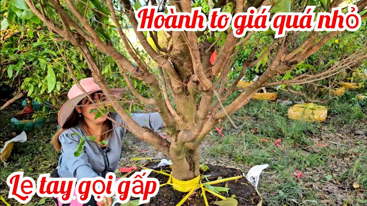 Kim Tuyền 📲 O786565755 về lô mai mới mai giảo Thủ Đức 7/3 (@MaivàngQuêdừa)