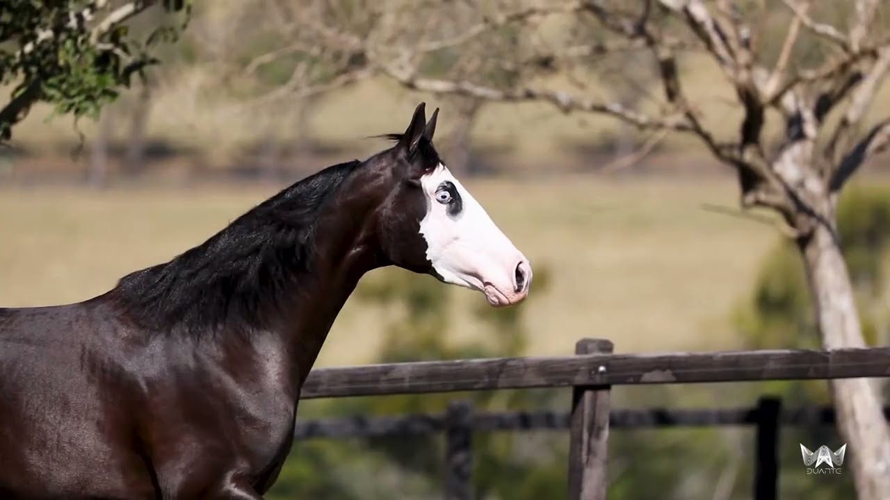 16   DASH FOR CASH JR X ZUUIA BULL JGC   TRANS