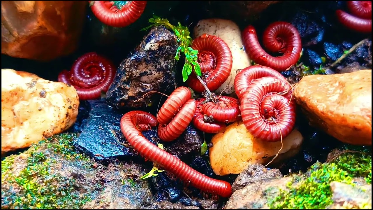 Beautiful millipedes animals in the forest #Millipede #forestlife #Nature #Wildlife #exoticpet